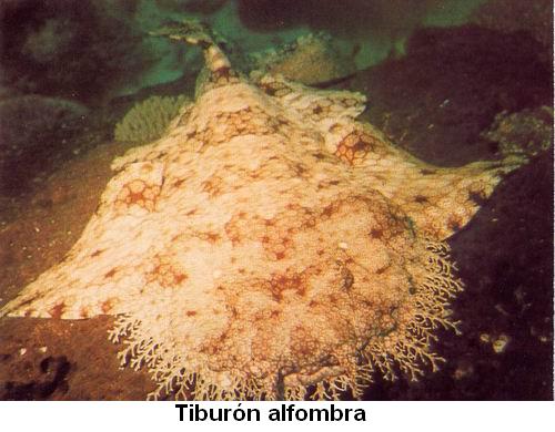 Tiburón alfombra.jpg